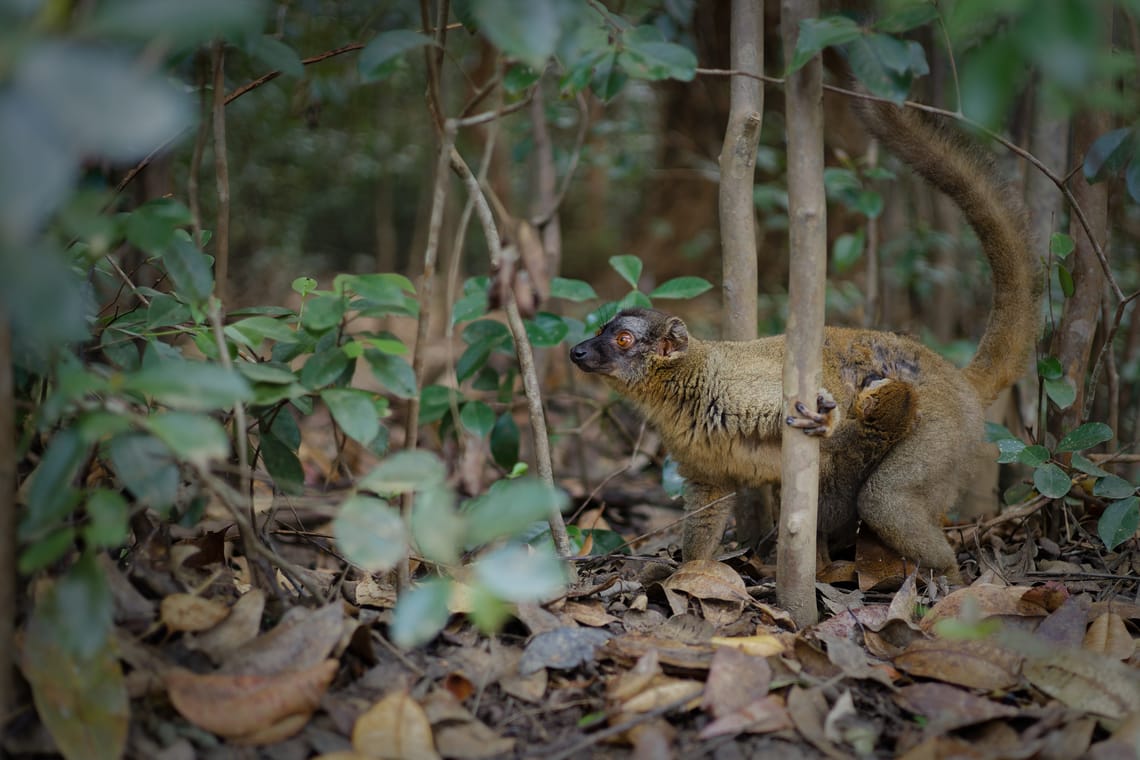 Madagascar - Andasibe