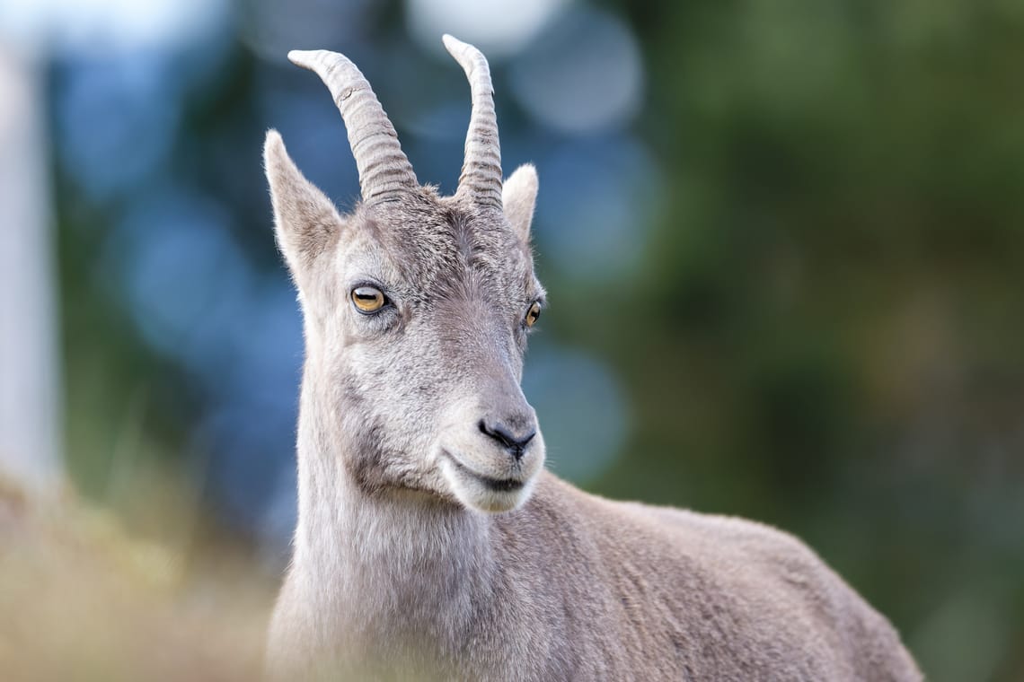 Alpine Ibex - Niederhorn