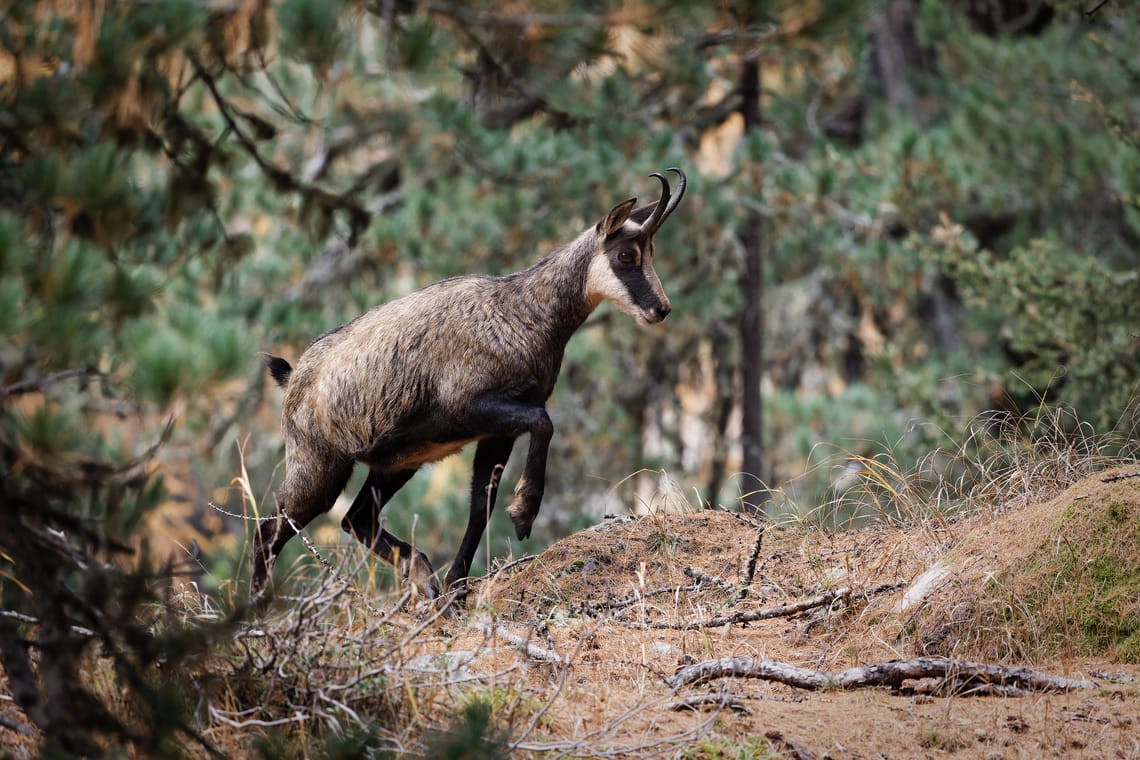Chamois