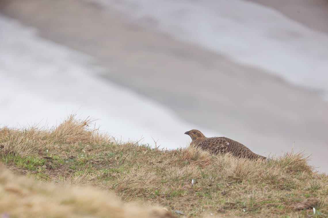 Tétras lyre - Niederhorn