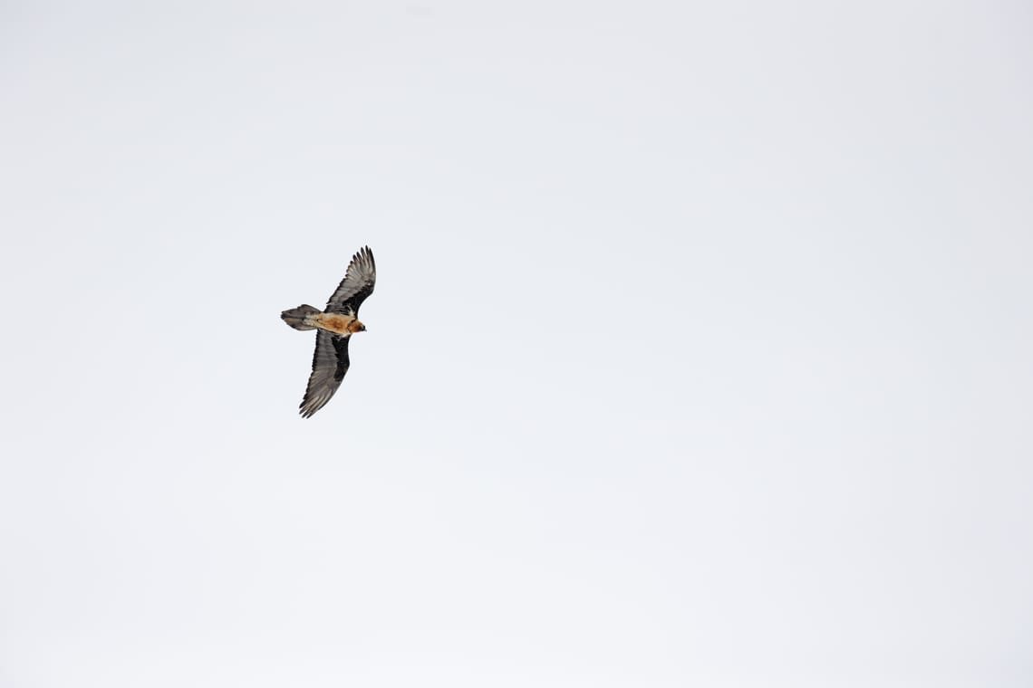 Bearded Vulture - Gemmipass