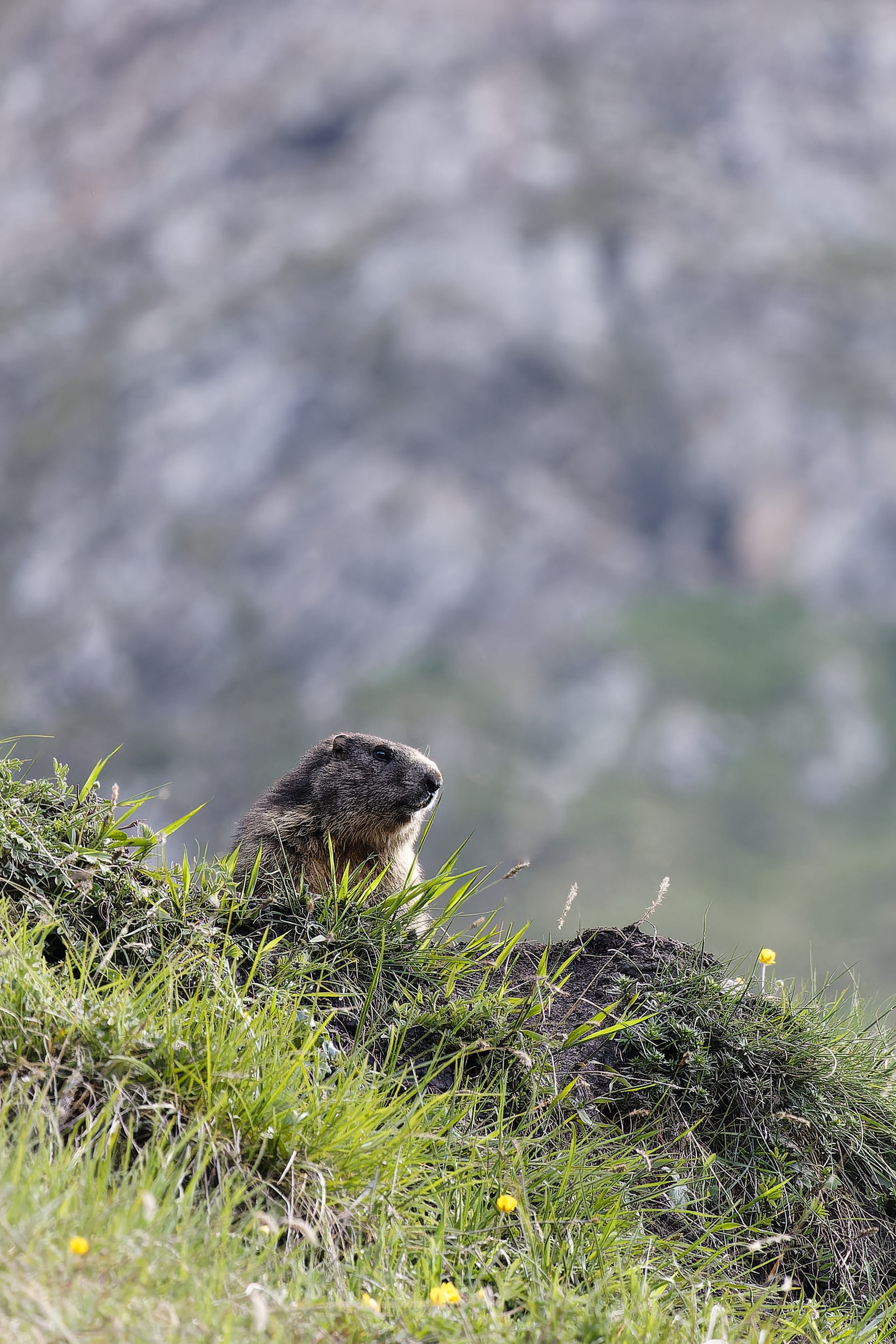 Grindelwald - Bachalpsee