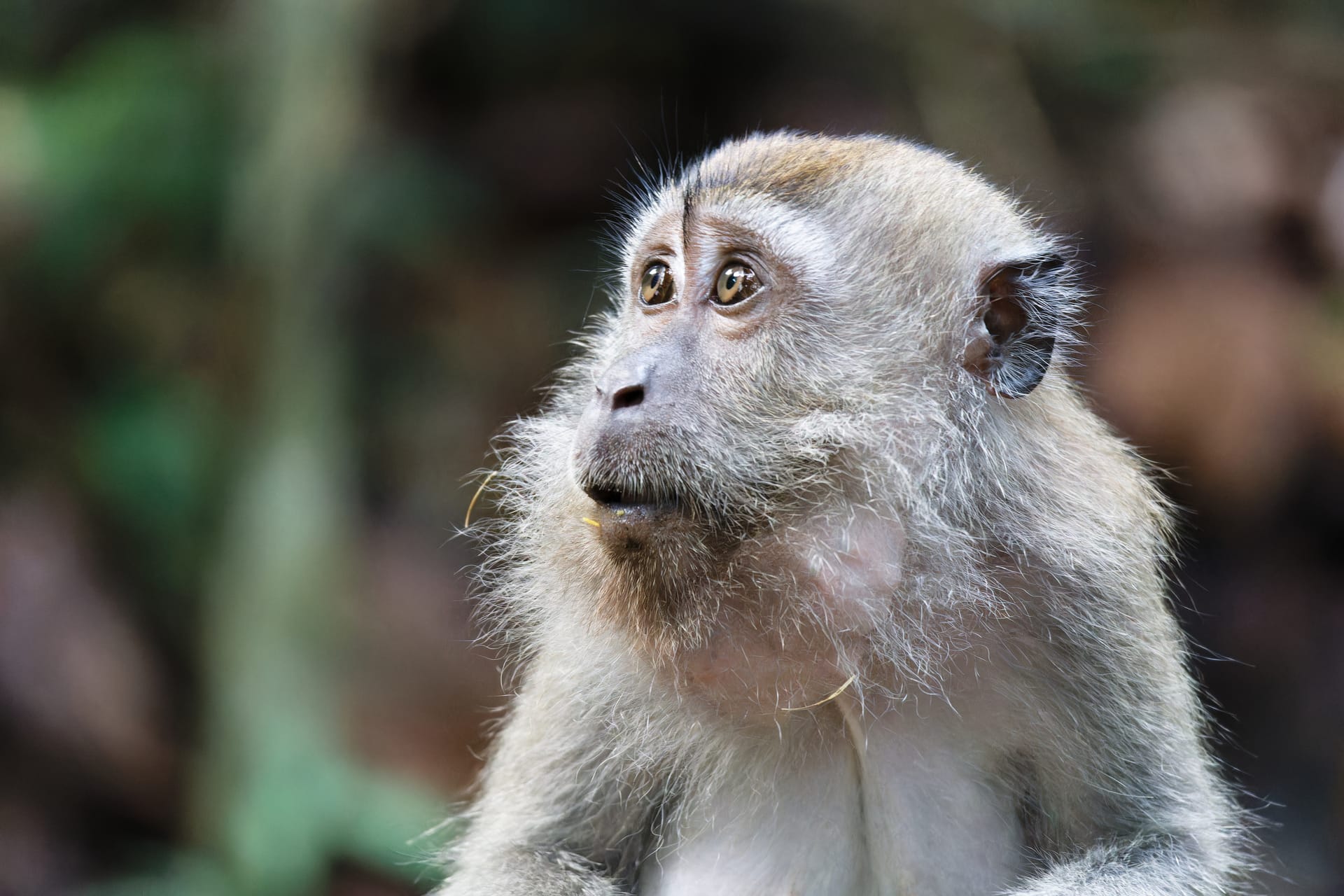 Singapore - Central Water Catchment and Bukit Timah Nature Reserve