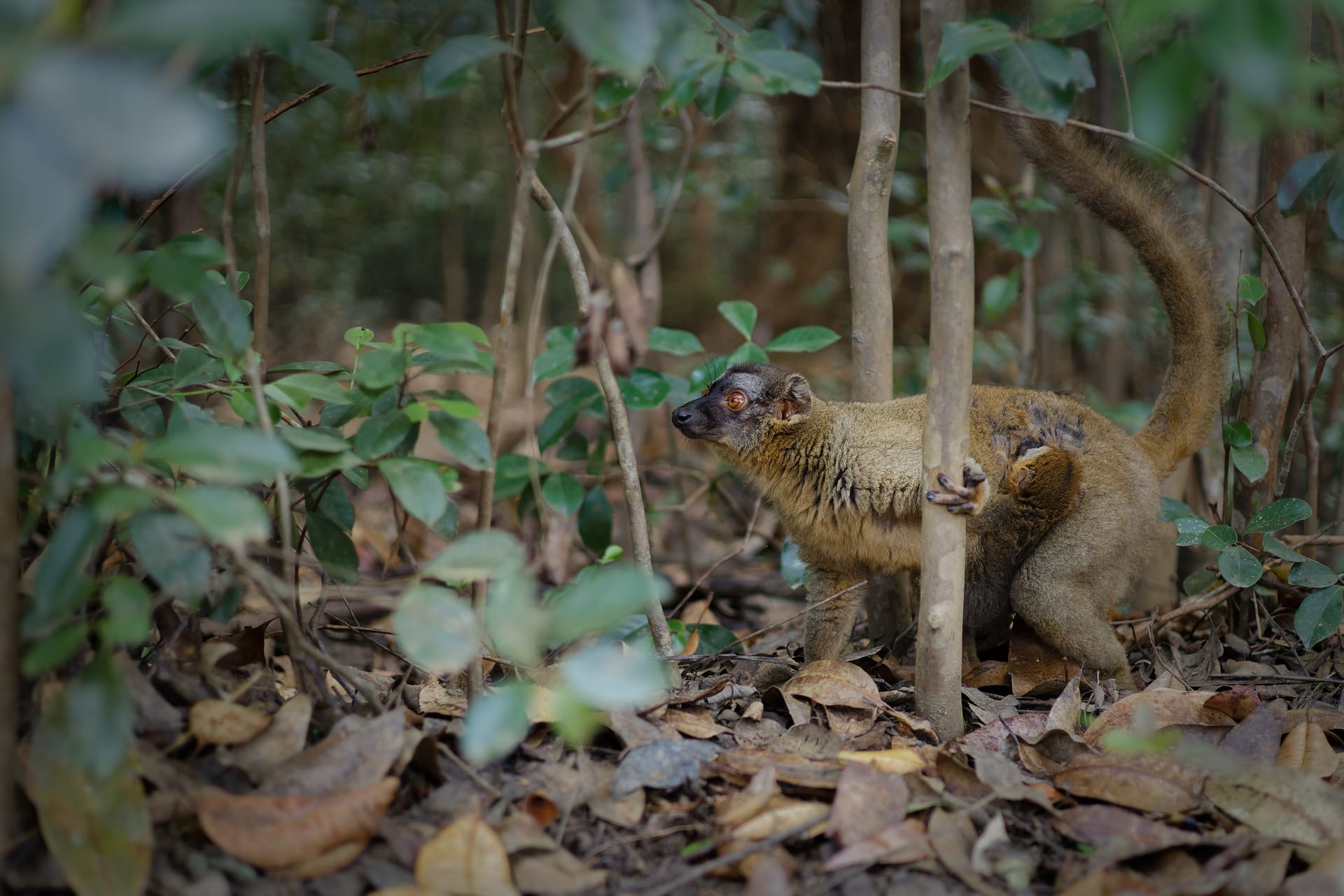 Madagascar - Andasibe