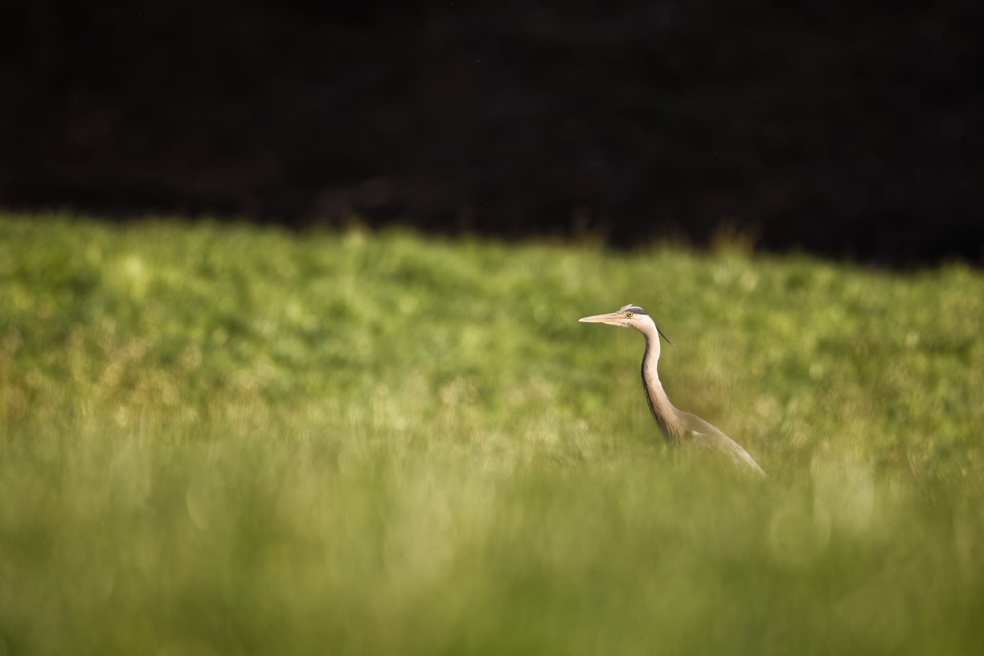 Grey Heron - Spiez
