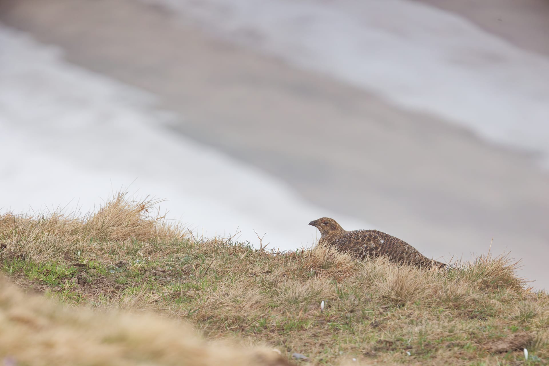 Tétras lyre - Niederhorn