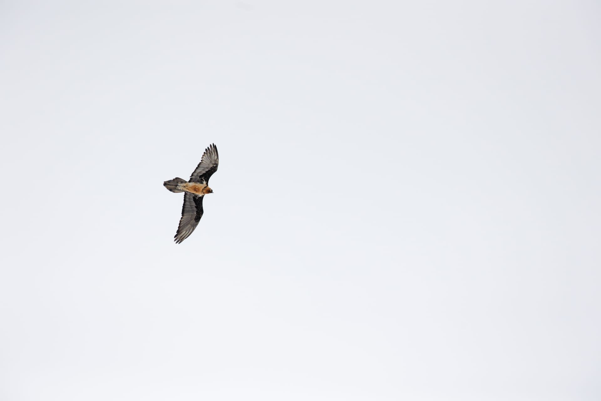 Bearded Vulture - Gemmipass